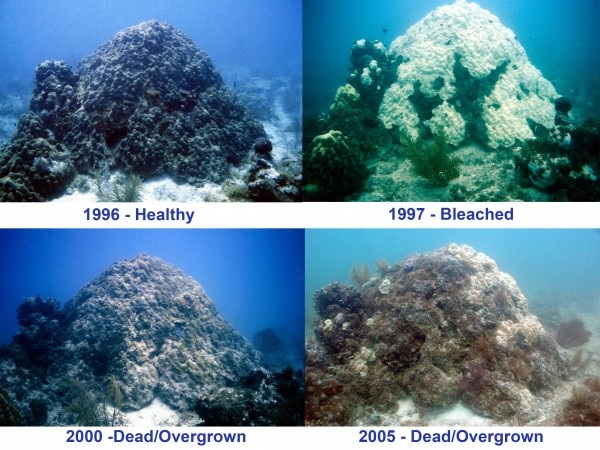 Image result for ocean acidification